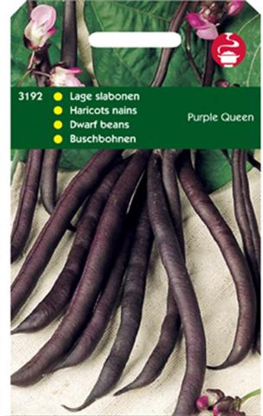 Dwarf Bean Purple Queen (Phaseolus) 350 seeds HT